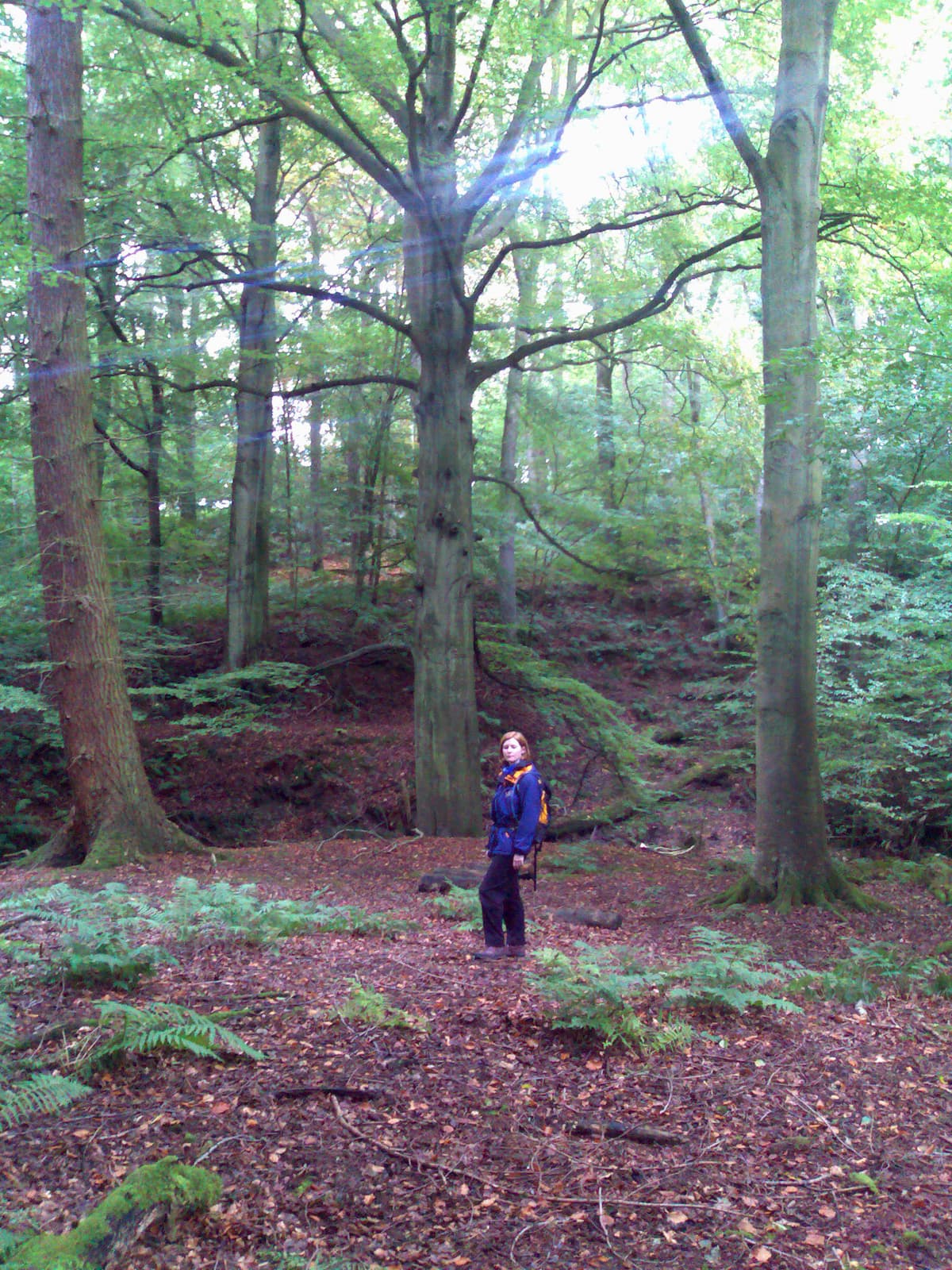 A hollow in Letah Wood, with the leaves lit by sunshine, is a beautiful, magical spot.