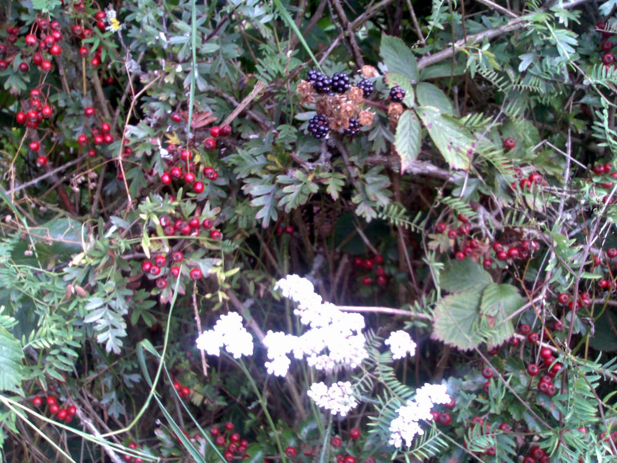 The hedgerows are here filled with berries and autumn wild flowers.