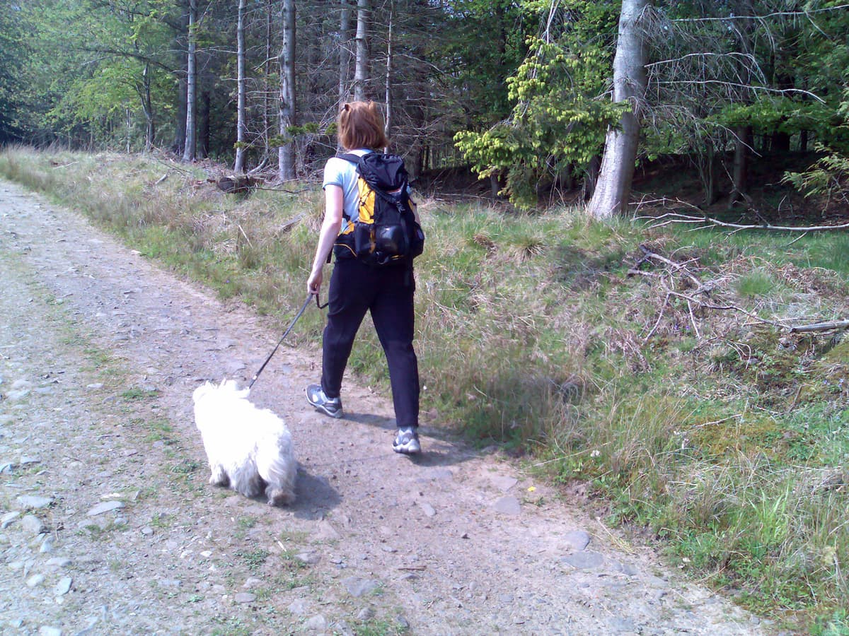 I'm too full of roast beef and I can't keep up.  Dexter is finding it all a bit too hot, he's not been clipped yet and the weather inland is very hot.