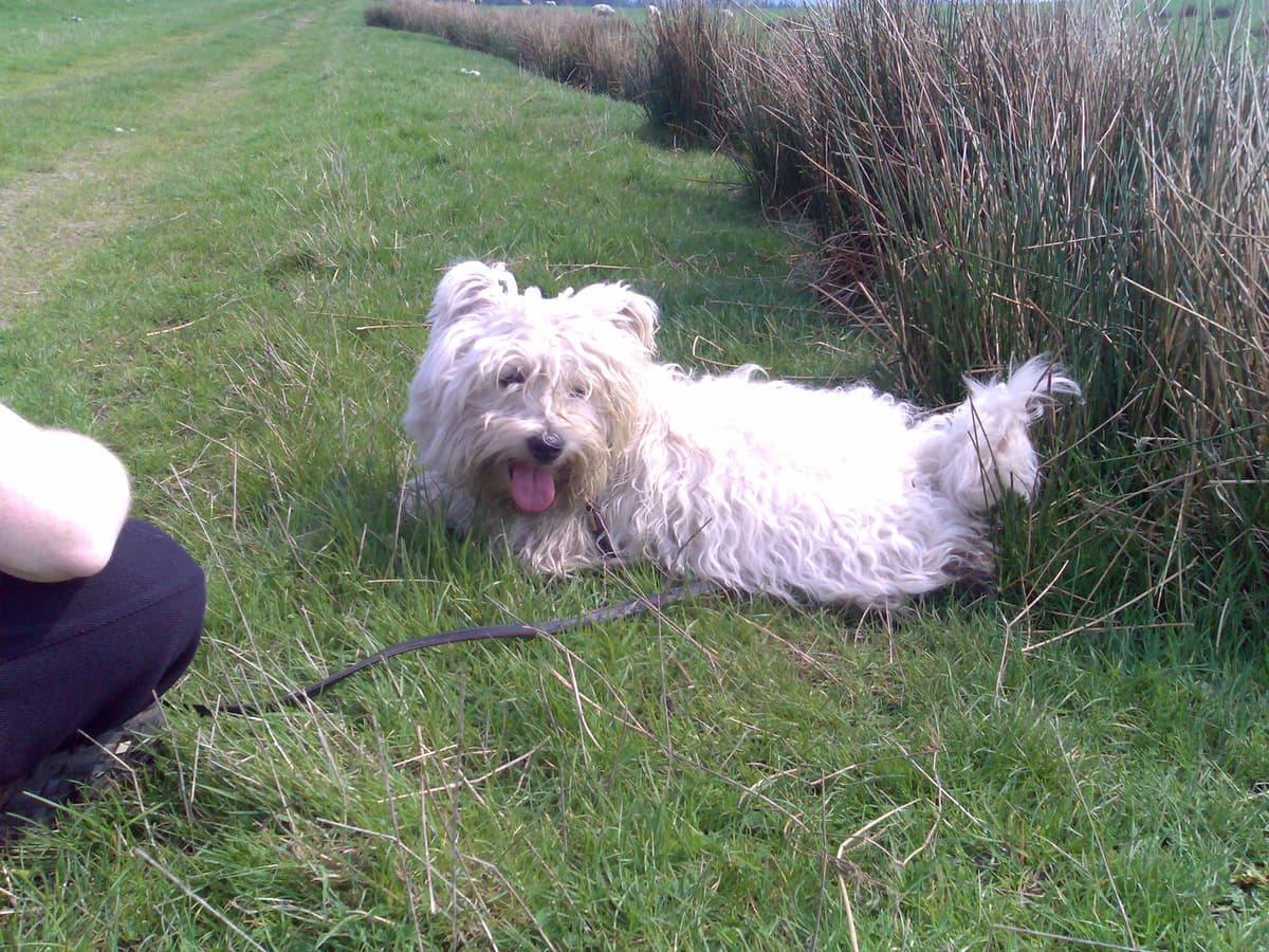 I'd not got the camera out for the last hour, a real shame because I missed the photographic highlight of the walk.  Pips and I had been chatting about something and not really noticed that Dexter was rolling about on the floor.  Rolling about, unfortunately, in sheep shit.<p>Last time we'd taken Dexter for a walk we were worried because it had been so wet and so we'd gone out with a white dog and went back with a two-tone one, white on the top and muddy on the bottom.  Since today was so dry and sunny we thought at least he'd stay clean.  Ah.  Fat chance.  At least the last time he was only dirty, this time he was dirty and stank.<p>So, we have to clean the dog.  Luckily we come across a small stream and apparently I've drawn the short straw and need to wash him.  Water, it seems, activates sheep shit and what was a bad smell before is now rank.  Not only that, but, although most of the solid deposits wash away, eventually, he is left pea green all down one side.  Pippa's worried she'll never be allowed out with him again.