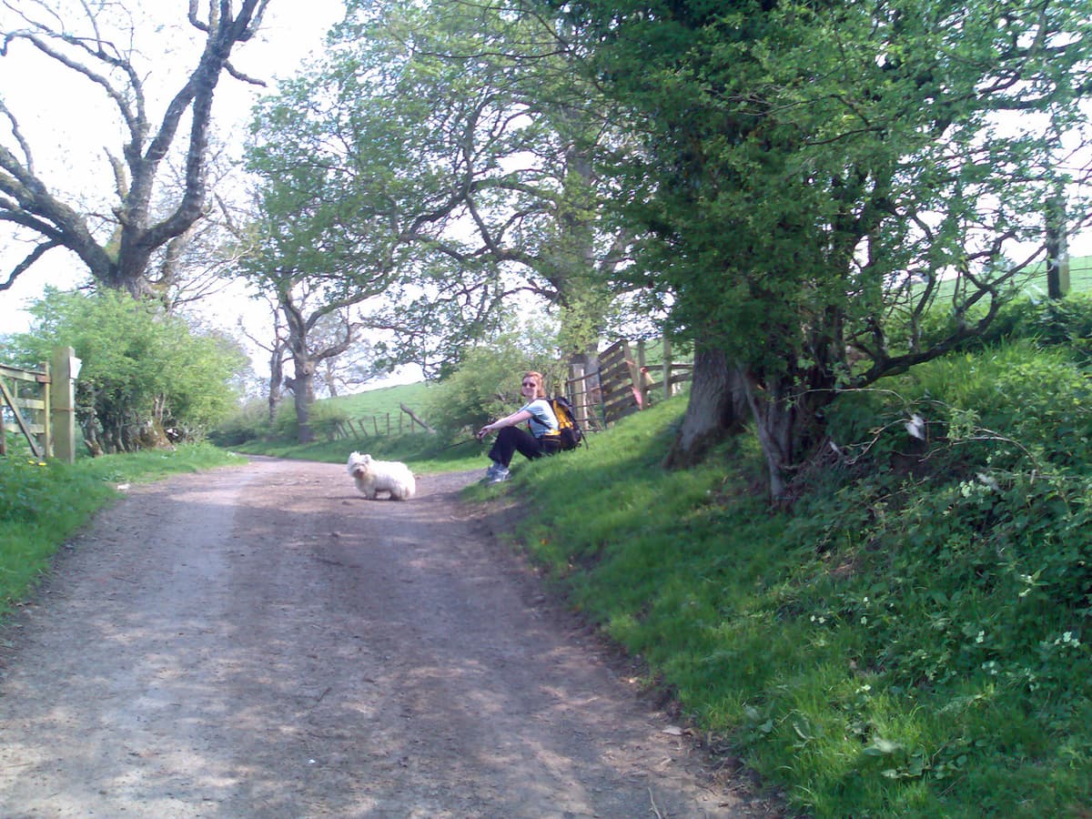 Pips and Dex take a short break to wait for me since I'm in stroll mode, or perhaps amble, or even saunter.