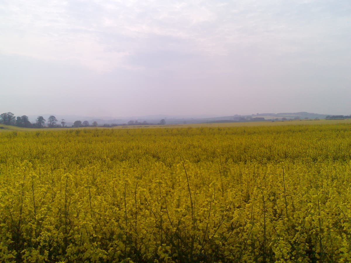 Of course this photo doesn't do the scene justice.  We were driving home, the long and slow way so as to enjoy the sun.  I'd rung up Pippa's poppa and he'd said it was still foggy and freezing at home and we were in no rush to get back.<p>This was a field of oil-seed rape, glowing yellow in the westerly sun.