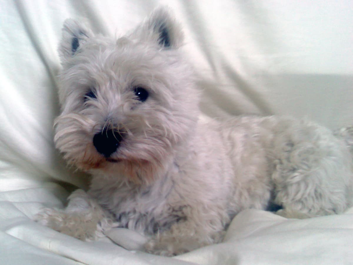 The nice thing about staying the night at Simonburn Tea-rooms was that Dexter got to come up to our room and play.  It took a while to get a photo that was in focus since he spent a lot of time running about and playing.