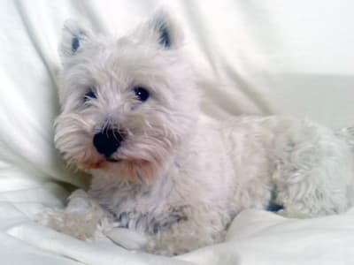 Looking like a film star