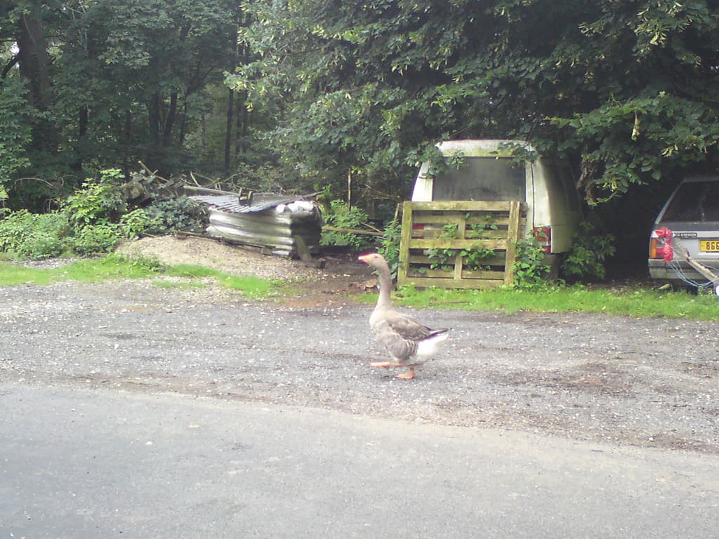 8.51am  Not the goose for breakfast I hasten to add.  I came across this farmstead, goose running free and various men trying to move a tractor; with difficulty.  It was like stepping back 100 years.