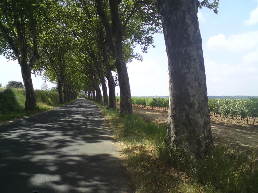 One of many shady plane tree lined lanes, with, as you can see, virtually no other traffic.