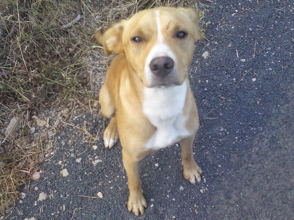 7.24am  I was passing a Chambre d'hote on one side of the track and a farm house on the other and suddenly this dog ran out barking at me.  I couldn't outrun him and so did what I alway's do, dismount with the bike between me and the dog.<p>He carried on barking.  I normally avoid eye contact but I did this time turn towards him and he ran off.  So I realised he was more afraid than aggressive and when I kneeled down he ran towards me wagging his tail.<p>He was the nicest dog, happy, alert and attentive and he followed me as I pushed the bike slowly up the hill - pushing because I knew I couldn't outrun him up hill and also because it was nice to watch him running from side to side smelling and enjoying himself.<p>Finally, as I got to the top of the hill, and he ran off up a side track, I pedalled off downhill.  As I looked in my mirror I could see him chasing after me - I really didn't want to go, I must admit it's the first time I've liked a dog so much I'd have liked to take him with me.