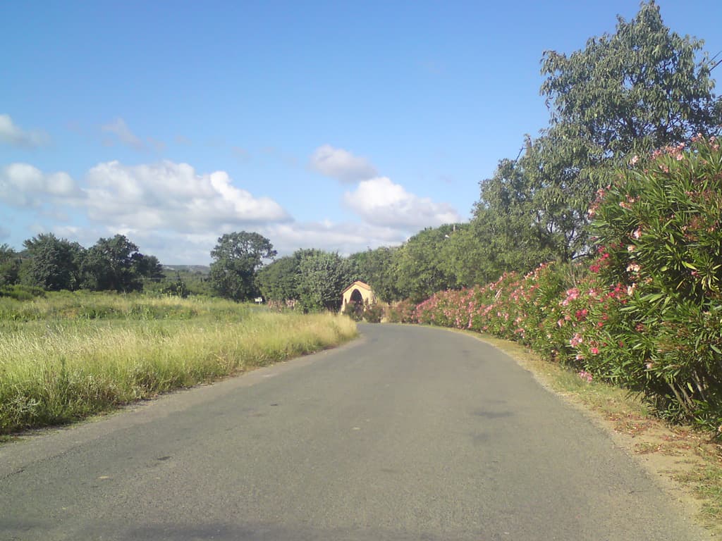 8.41am, and here it is - red and white oleander.  It's been more or less common for the whole of the trip but there's more of it around now.  It doesn't have a strong smell but in the sun when there's a lot of it is become a smell that's become synonymous with France for me.