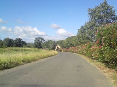 Oleander - Laurier Rose