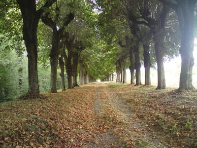 Moléans Chateau Avenue