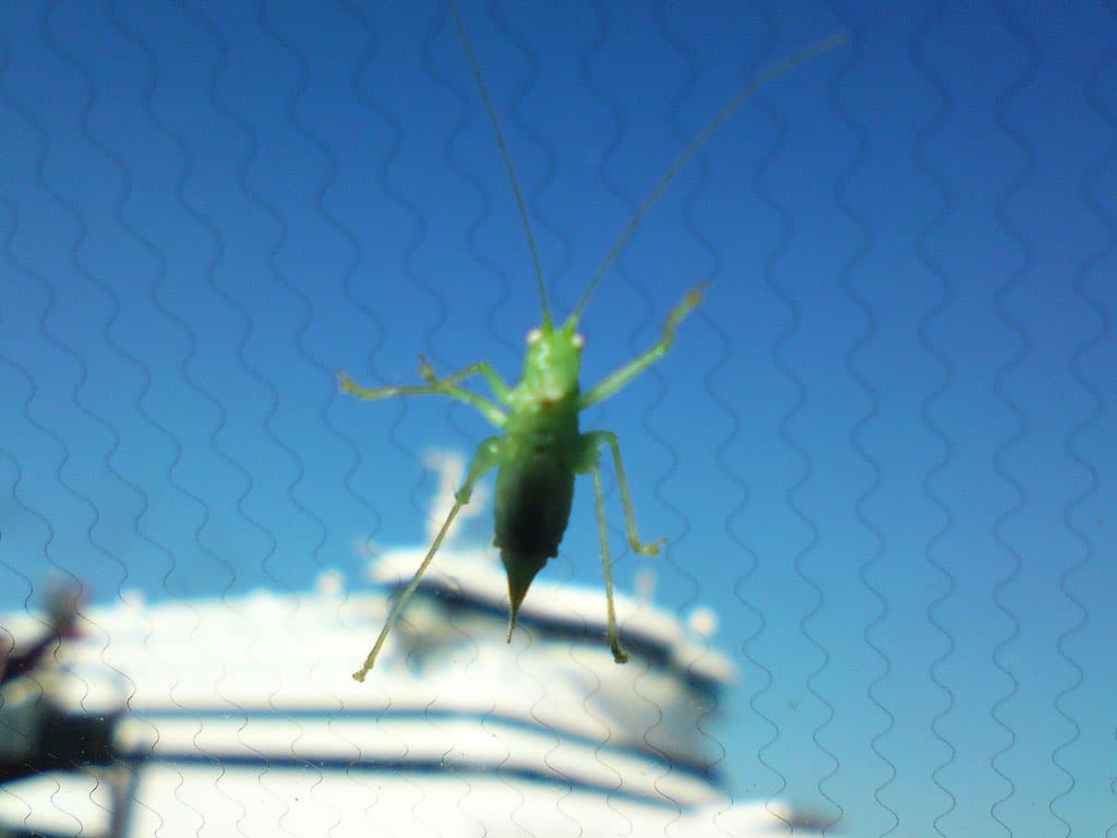 I'm not sure if this bug wanted to come
 with us or just didn't want us to go.  Is it waving?