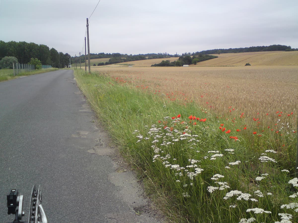 <p>At the start of the Nivernais, and indeed at a few other points, the cycle path left the towpath but the roads were small and very quiet.&nbsp; I just love wheatfields interspersed with wild flowers, especially poppies.</p>