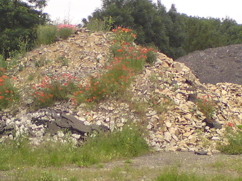 <p>Even the waste heaps were pretty!</p>