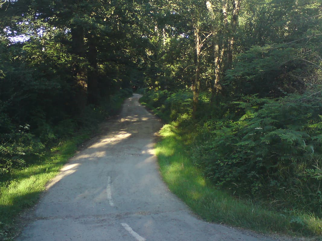 <p>I turned off onto this hard-packed dirt C road and within two minutes was back into the thickest silence, broken only by birdsong.&nbsp; Roll your mouse over this image to see the a bit further on along this road where I stopped for fruit and honey.</p>