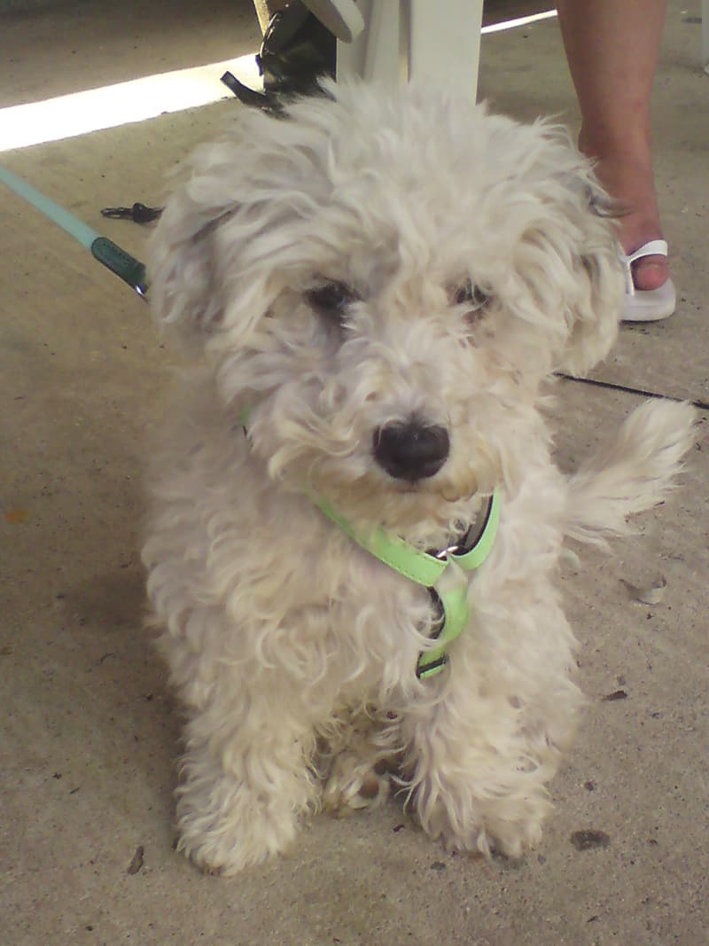 <p>There were lots of dogs at this site.&nbsp; All well behaved and no trouble, this one was the owner's daughter's dog.&nbsp; The owner's dog was a spotted great dane.</p><p>Later I was idling outside my tent and found, you can see if you rollover your mouse on this picture, a small stash of dog biscuits.</p>