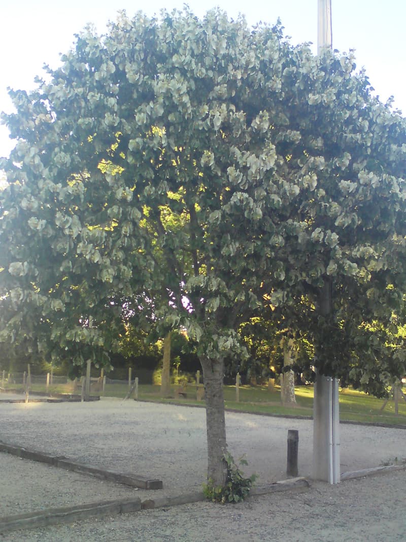 <p>I'd strolled out before the sun set and, in the boules pitches adjacent to the campsite, were lots of these lime trees.&nbsp; I'd been seeing lots of them and didn't know what they were called at the time.&nbsp; They are very fragrant and hum with the number of bees in them.</p><p>I'd met a dutch woman earlier in the afternoon, largely because of her Jack Russell terrier and the Jack Russell and Maltese Terrier cross, and she was out walking her dogs.&nbsp; We strolled about for a while and loop she looked up the name of the tree in her dutch/french dictionary for me.</p>