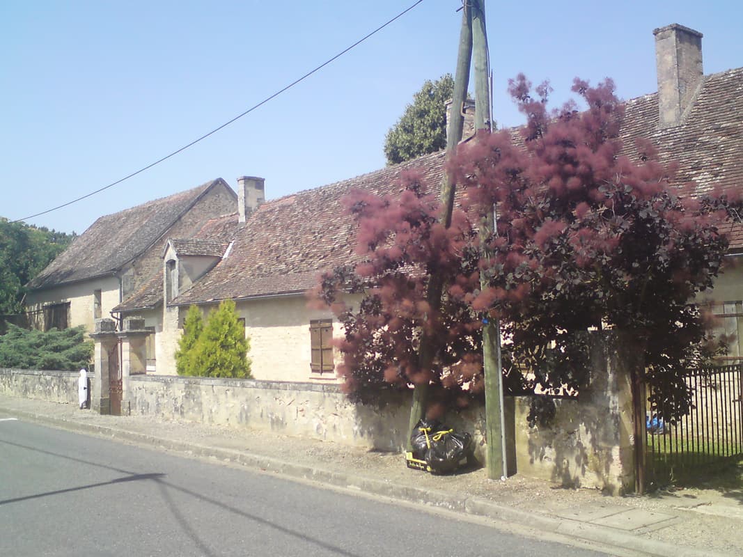 <p>I don't think I've ever seen a smoke bush in as full flower as this one.&nbsp; A lot of gardens, in addition to great display's of flowers, had a really good selection of trees and bushes.</p>