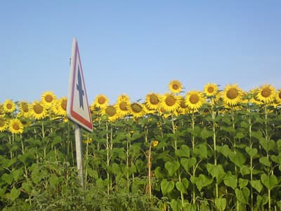 Sunflowers