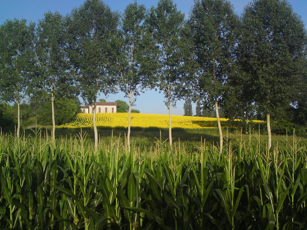 <p>This just looked so pretty, feather-topped maize in the foreground with sunflowers seen through birch trees and a stone built, red tiled, house on the hill.</p>