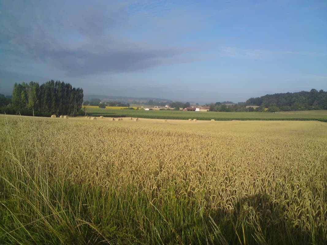 <p>I'm not really sure if this was yet the Dordogne but I think it is.&nbsp; It was quite varied as a landscape, I'd go through areas like this with big views and large fields of wheat, then through large wooded areas, hilly, with small villages.</p>