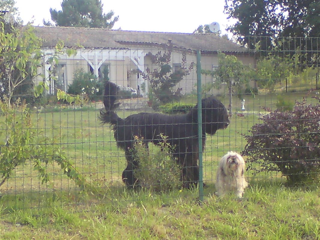 <p><em>14th July.&nbsp; 58.4km, avg 10km/hr, max 49.9km/hr</em></p><p>Here is a link to the map for today's ride.</p>rn<ul>rn<li>rn<a href="images/27/6%20Montpol%20to%20La%20Reole.pdf">Montpol to La Reole</a> (3.2MB)rn</li>rn</ul>rn<p>The bike alway's raised a bark from most dogs, some were afraid and some aggressive, I don't which of those little and large here were, but they certainly made some noise.</p><p>Just next door to these two were two of my fellow diners from the night before and they invited me for breakfast.&nbsp; It already wasn't my earliest start and it was lovely to see them again so I accepted.&nbsp; Coffee, toast and jam, fruit and good wishes; a smashin' start to the day.</p>