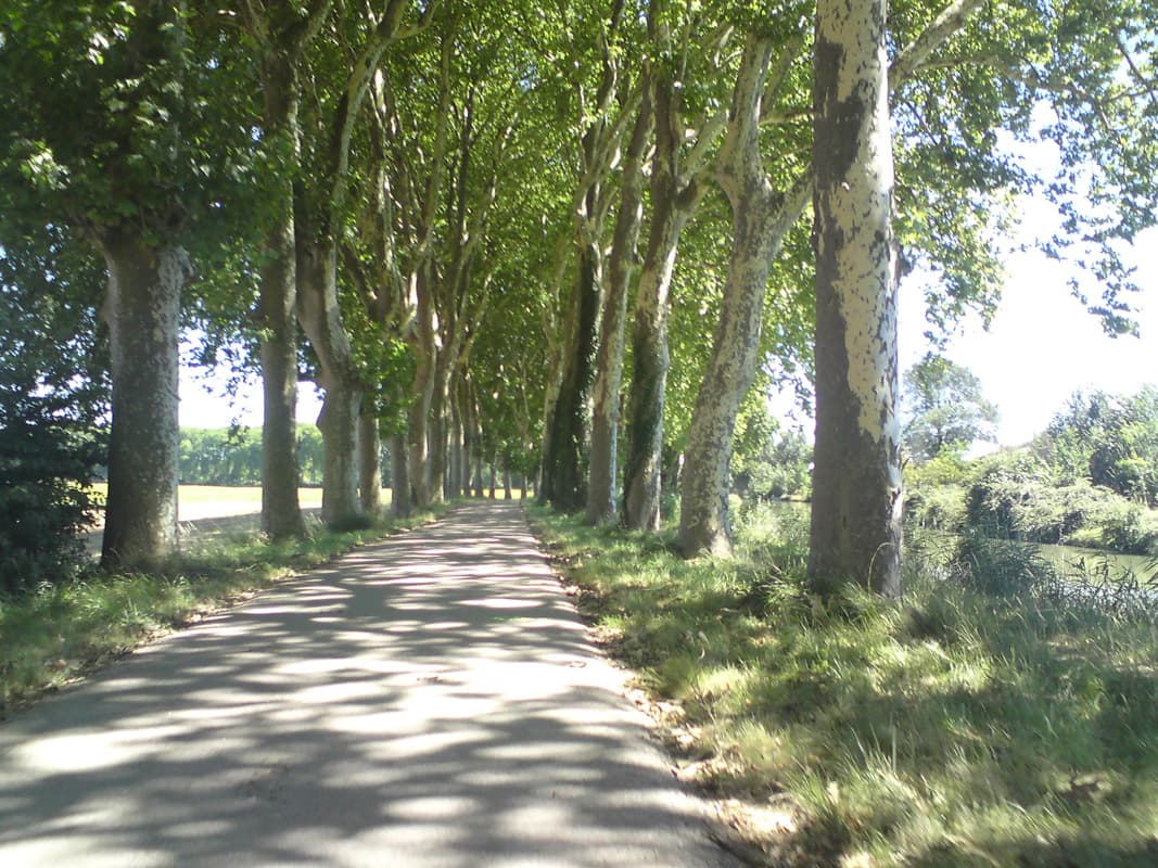 <p>I stopped in Toulouse and had a bite to eat.&nbsp; Thanks to a very helpful woman who walked a way with me and showed me a good but cheaper restaurant for lunch.&nbsp; The restaurant was Thai and I had the best chicken satay I've ever, ever eaten.&nbsp; The green curry to follow was pretty damn good too.</p><p>Once I then got my'self out of Toulouse I was once again in the familiar territory of the canal.&nbsp; Apparently right down to Castelnaudry is all asphalt, though still barely signposted.</p><p>There were also, or so I was told, no campsites anywhere nearby.&nbsp;&nbsp; A problem excaserbated by the canal rules and regulations that don't allow any signs for camps or other places to stay.&nbsp; The problem is that, for a cyclist or walker at least, an indication about a campsite isn't just advertising, it's a service, the absence of which makes the journey much more difficult.&nbsp; Luckily, the campsite at Deyme had ignored the prohibition and had put up a sign, which is taken down every week or so, but which they then put back up.</p>