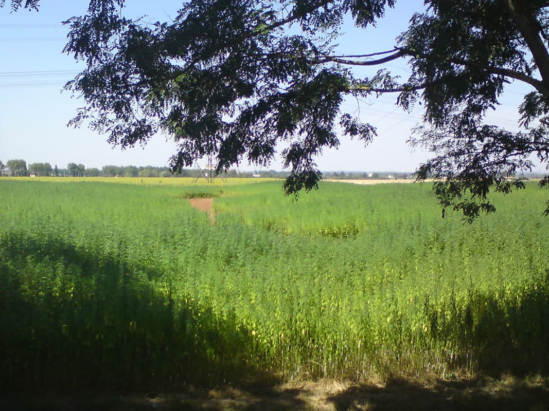 <p>Hemp, Marihuana, Mary Jane, Grass, Weed.&nbsp; I suspect it was just the former, hemp, grown for rope-making, either that or I'd stumbled across one of the region's major earners.</p><p>It was slightly surreal though, nonetheless, cycling along and suddenly there is a major dope field stretching to the horizon.&nbsp; Rollover with your mouse to see a closeup photo.</p>