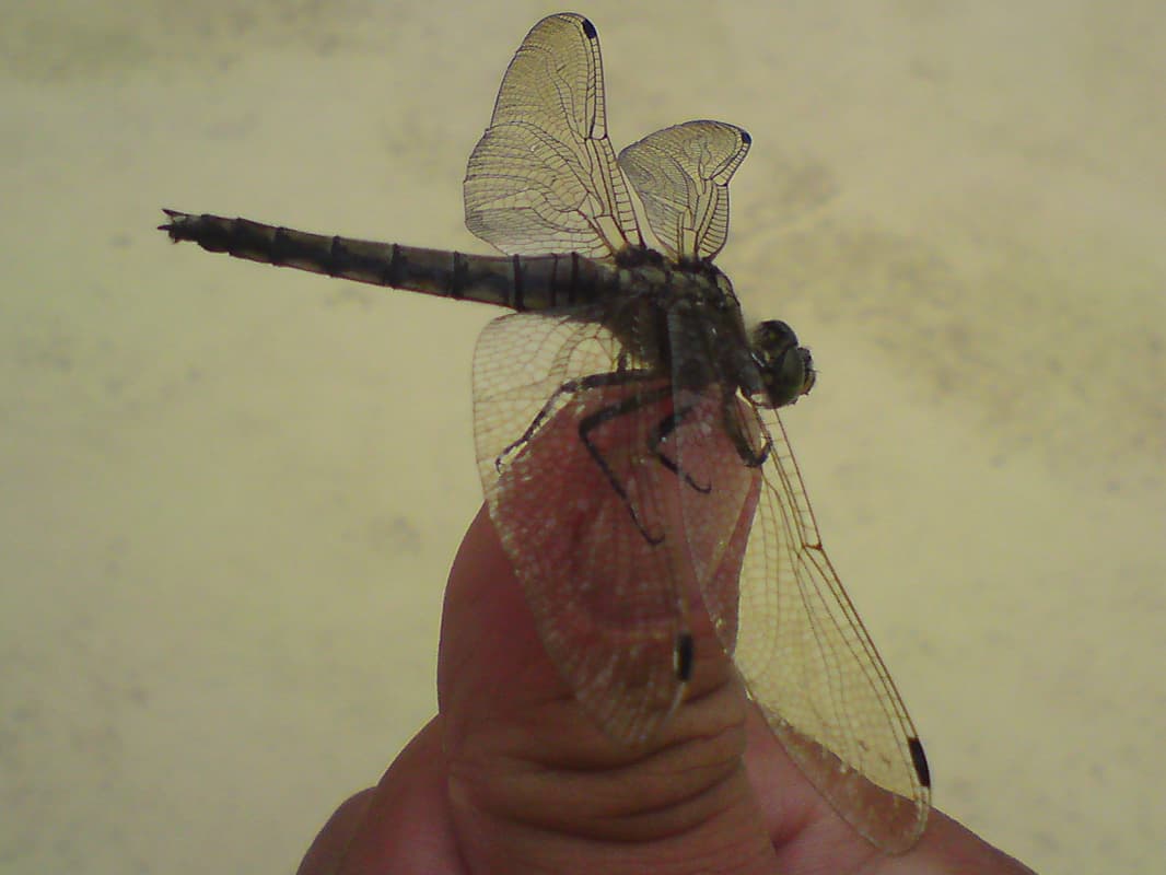 <p>While swimming I spotted this dragonfly in the pool, sunk up to its wings.&nbsp; I thought it was dead.&nbsp; However, once I got it out of the water on my finger it moved.&nbsp; Having had a good look at it I tried to encourage it to fly away but it wasn't having any of it.&nbsp; It clung to my finger with surprising force.&nbsp; In the end I managed to coax it onto a leaf on a bush next to the pool, but not before taking photos from every angle.</p>