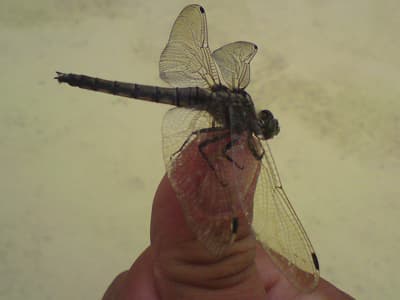 Dragonfly
