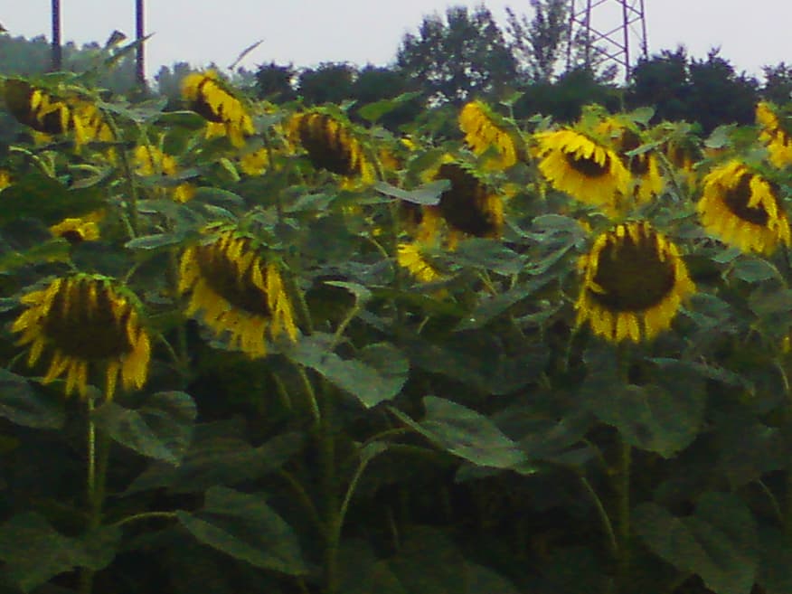 <p><em>22nd July.&nbsp; 19.7km, avg 13.9km/hr, max 41.3km/hr</em></p><p>It had started raining about 7.30pm the night before and had rained and thundered all through the night.&nbsp; It stopped for literally 20 minutes around 7.30am, giving me just enough time to take down the tent and pack up and get going, after 5 minutes it started raining again.</p><p>Even the sunflowers looked drenched and bedraggled.</p><p>I was off to another campsite just south of Port Saint Marie.&nbsp; I'd found out about it from the very helpful town hall, that I'd popped into when I'd gone out for food the previous evening.&nbsp; The woman in the town hall had phoned them, they had space, and it was much cheaper.&nbsp; So I thought I'd take the hilly, back-way there.</p>