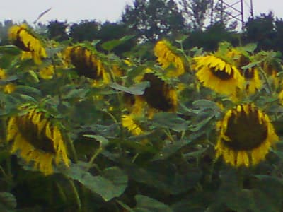 Moulin de Mollet to Moulin St Laurent