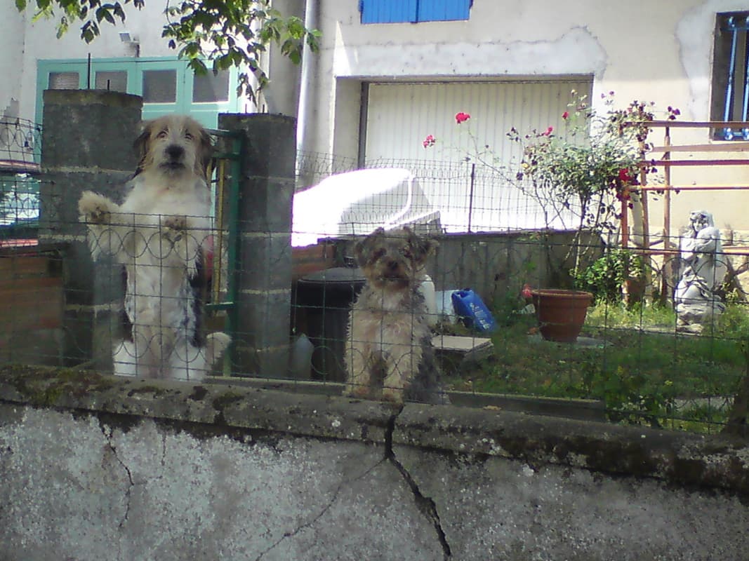 <p>The town on the south of the Garonne, where the bridge crosses over to Aiguillon, is called St Leger, and on a little track leading to the foot of the bridge I came across this pair who said a noisy hello.</p><p>Their noise made a couple of neighbours, who were already curious about the strange bike, come out for a chat.&nbsp; The usual chat in a way, though none the less enjoyable for all that: where was I from, what was the bike like, did I mind travelling alone, etc.</p><p>They pointed me to a restaurant next to the church they said was good.</p>