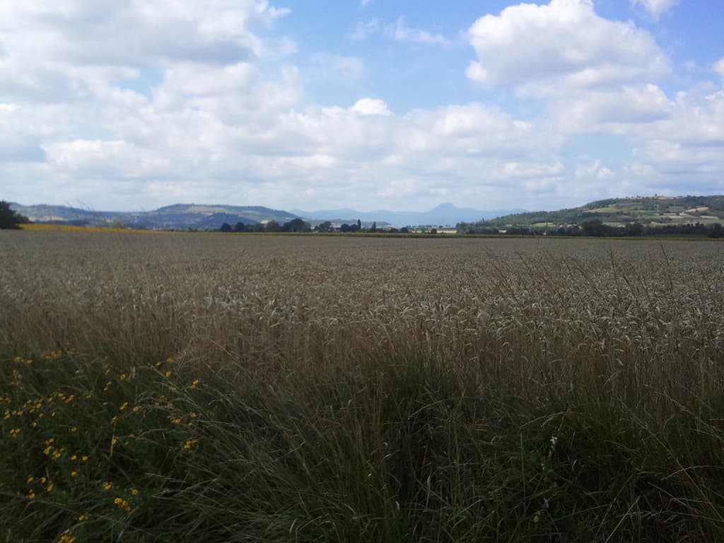 <p>The last kilometres before and after Lezoux to Billom where through beautiful country'side on good fast tarmac but I was very tired. &nbsp;But then there's alway's someone worse off than you. &nbsp;And that person was me moments later when something stung me on a fast descent. &nbsp;The bike shook as I reacted and I had to stop my'self from trying to thwack whatever thing was continuing to do me harm. &nbsp;Bought the bike to a rapid halt.</p><p>Actually it wasn't a sting and it had happened to me before on a campsite. &nbsp;Some invisible insect, that makes no sound, with no initial sting, just a quickly increasing burning pain which builds to very painful. &nbsp;The last one I had was two day's ago and which had now left a large red blotch on my shoulder.</p>