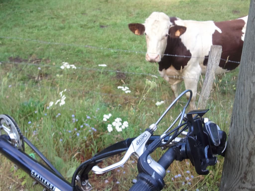 <p>It seems the cows were hungry too, a couple had come over to have a look at what was going on.</p>