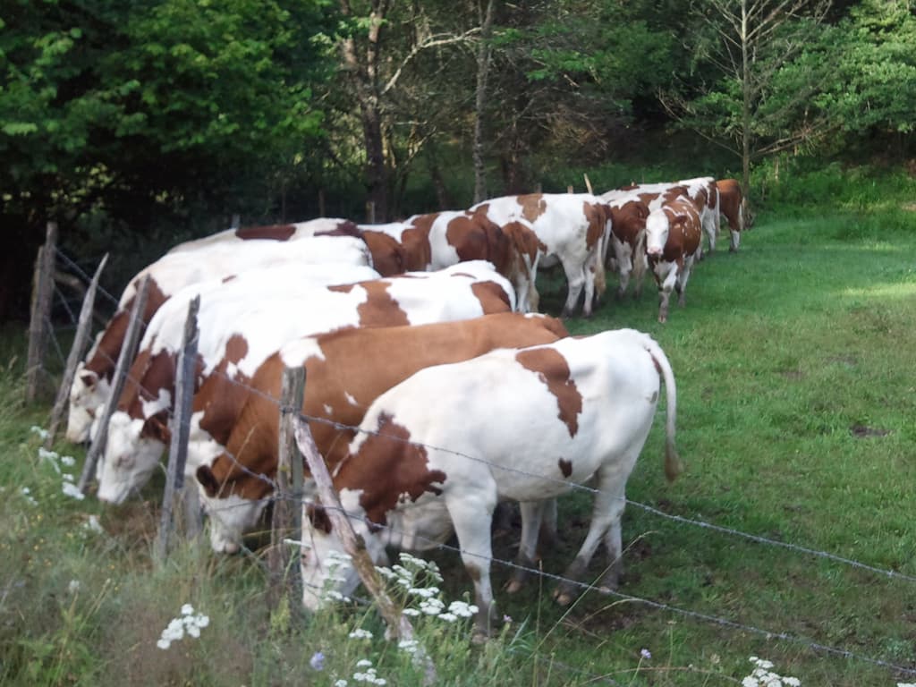 <p>After a few minutes the farmer turned up in his pickup and he spread out feed for the cows who were as enthusiastic eaters as was I.</p><p>I wish I'd got a photo of the farmer, grey haired, well built guy with a good face. &nbsp;As usual he seemed in no particular rush so we did the usual: talked about recumbent bikes, travelling, and life.</p><p>We left together, him in his pickup, me on the bike but on the narrow road curvy downhill I easily kept pace with him for the few kilometres until he turned off.</p><p>It was a good job I was going downhill and motoring since near the bottom a dog spotted me, even though he was a hundred yards away outside the farm that was away from the road, and he gave chase. &nbsp;He came hareing across the fields and down the road, I could see him in my rear-view mirror some 50 yards behind. &nbsp;Doing the usual dog thing: bark bark, I'm going to eat your legs when I catch you bark bark.</p>