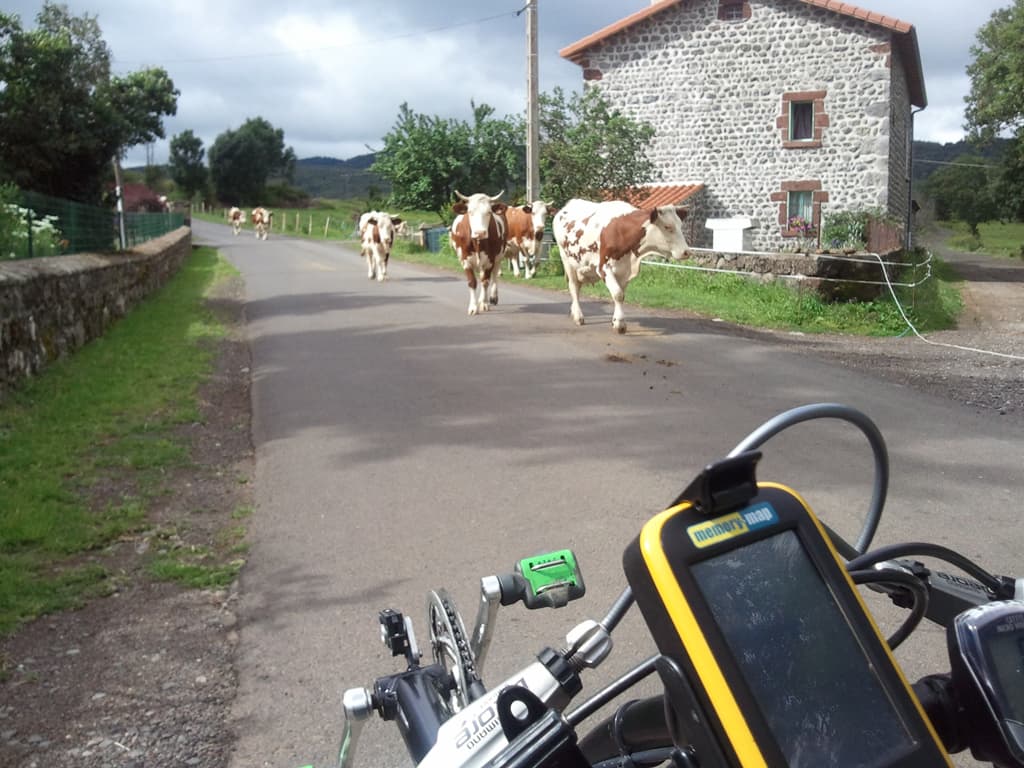 <p>That driver is a right cow.</p><p>Obviously they don't get a lot of traffic down here, the farmer was happily cycling along behind this strung out herd and the dog he had with him might well have been whistling he was so relaxed. &nbsp;Relaxed that is until he saw me when he became a little nervous. &nbsp;I'd stopped and stood up so as to make it more obvious I was a human and not some low-slung, ferocious, cycle-beast predator as yet unknown to them.</p>