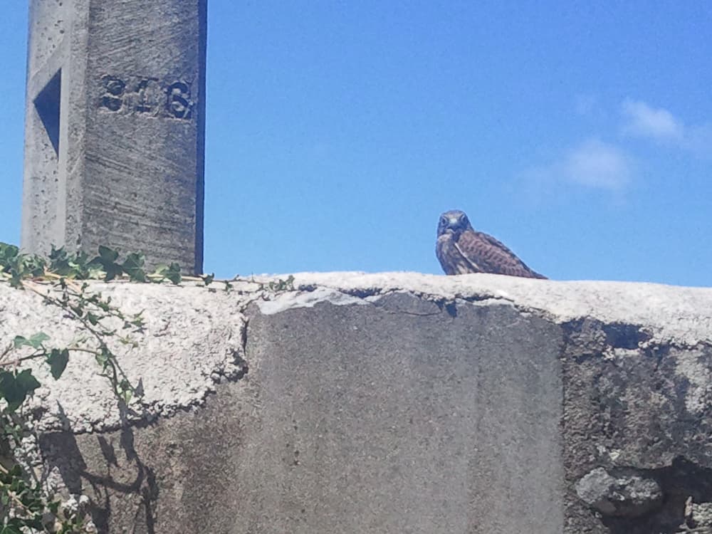 <p>I couldn't believe it, all my bad luck with photographing birds was ended. &nbsp;This hawk, stayed put while I parked, fumbled, found my camera and took this photo of him.</p><p>It was funny that along the route, part of which I'd done before, some parts I remembered vividly and other parts I don't remember seeing before, ever.</p>