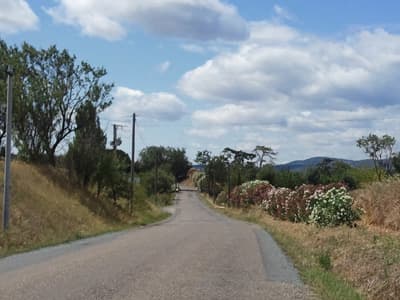 Laurier Rose, Oleander