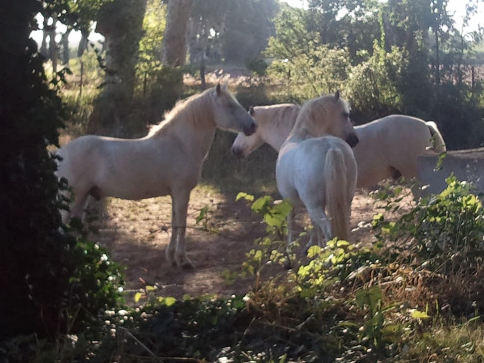 <p>I was just a fraction too late taking this photo, a moment before and all three horses where facing inwards their noses touching. &nbsp;Chatting perhaps.</p>