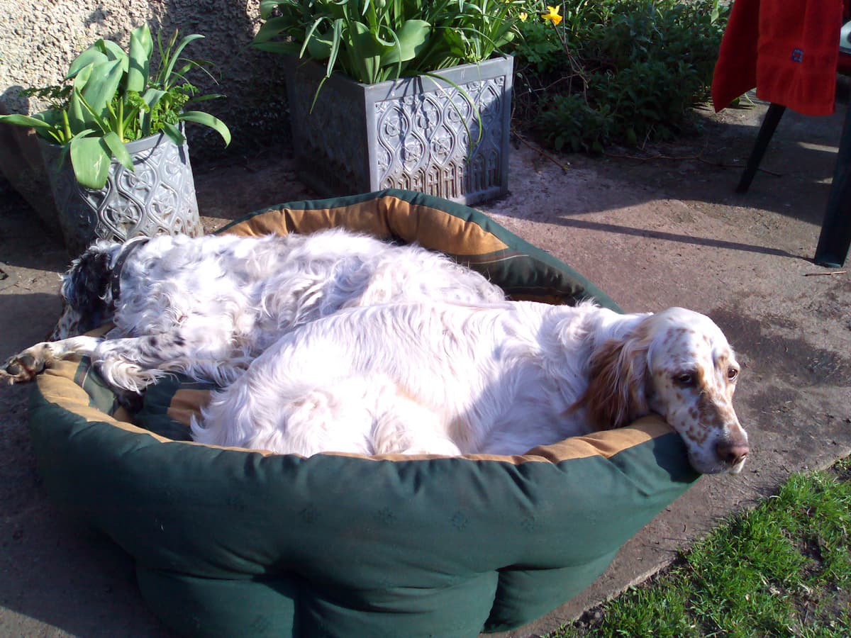 These are the two dogs, Lucy and Megan.  Lucy is Megan's mother.  Lucy is relatively relaxed and Megan, though this photo doesn't suggest it, is usually madly active.  She can spend, quite literally, 3 hours chasing bird shadows.<p>They're the friendliest dogs, pop anywhere out of sight for 5 minutes and they're wildly pleased to see you on your return.  This, I must admit, I found mildly irritating at first, since their pleasure is most frequently manifested by copious drooling over your trousers.  Hey, it's a dog thing!  But I either got used to it or better at dodging because soon I was pleased to see them too.