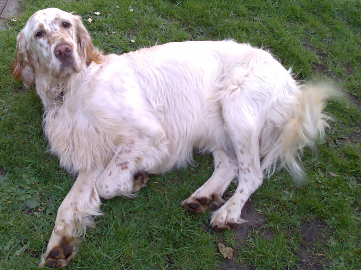 Of course during her active phases I didn't have the camera to hand.