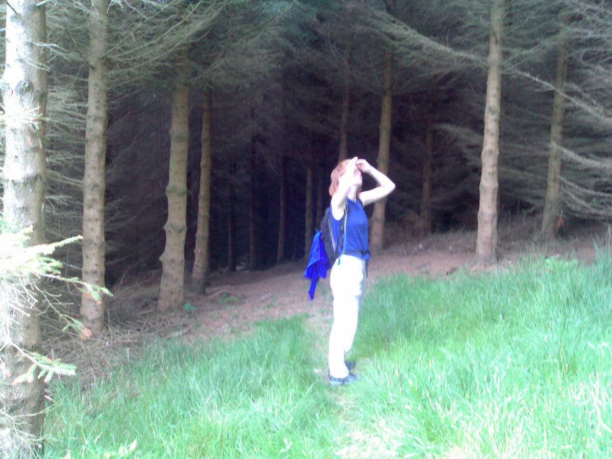 I'd forgotten to take photos from Fenwickfield down to here.  A pity 'cause it was a lovely walk down the shallow valley side through tall grass.<p>Pips was a bit worried because there was a beware of the bull sign on the gate into the field that rose up the other side of the valley.  We did see it though.<p>This was just before entering a conifer wood, Pips is gazing into the canopy to see if she can identify the bird that is chirping - she decides its a finch of some sort.