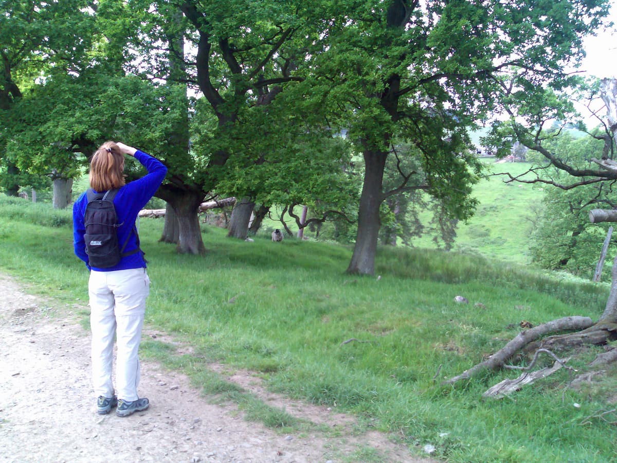 Pips is trying to identify the bird again, except this time she saw them: a group of chaffinches.