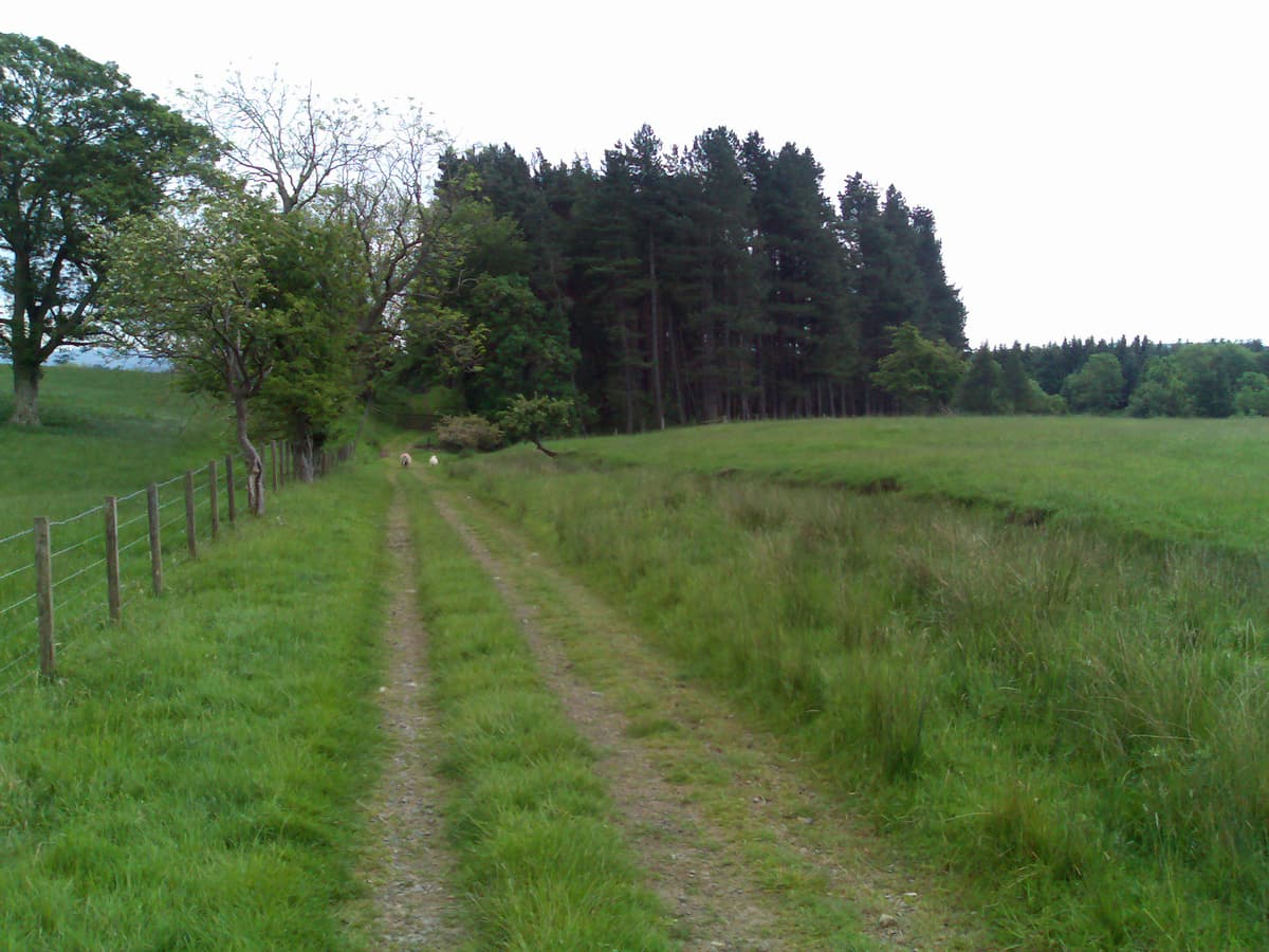Was what we were singing to the sheep ahead of us on this green lane.