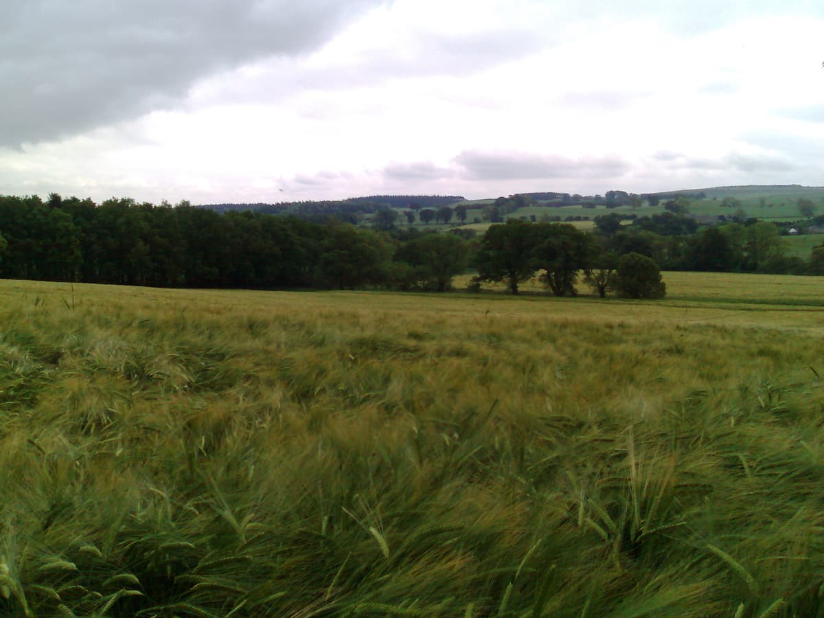 Another big gap in the photo record, no photo of Burn House for instance.  Burn House might not be the name but some advice on what to do to it.  Great spot but the house was a wreck.  Walking up the hill was a beautiful house, once a dower house for Allgood Farm I think, called Slaterfield.  It had these extensive fields of barley in front of it.