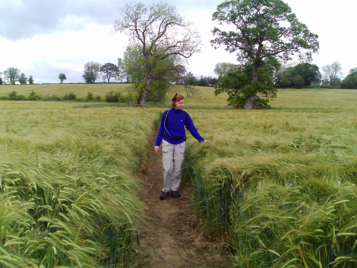 This is the first time I've actually seen a path cut through a crop, strange since that is the law, but a lot of farmers seem to ignore it.
