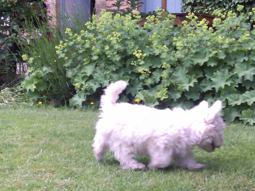 The Simonburn Tea-room/Post Office and B&B is the most gorgeous place.  A delightful country garden with two pet Aylesbury ducks at the bottom of the garden, tame sparrows that ate Pips' scone, and this small eleven week old West Highland White puppy, called Dexter, that we played with.  Oh and a laburnum tree next to the dovecote at the bottom.  We didn't want to leave.rnrnThe rollover image is a close up of Dexter, he came on a bit quick, anxious to bite the camera as a bit of a change from my hand.