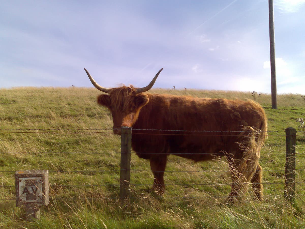 Yet another of Pip's requests.  This was on the way back home.  We tend to alway's like to take a slow long way home, this was on the tiniest of roads going back east across the top of moorland, near Wolf Crags.
