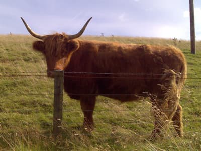Highland Cow