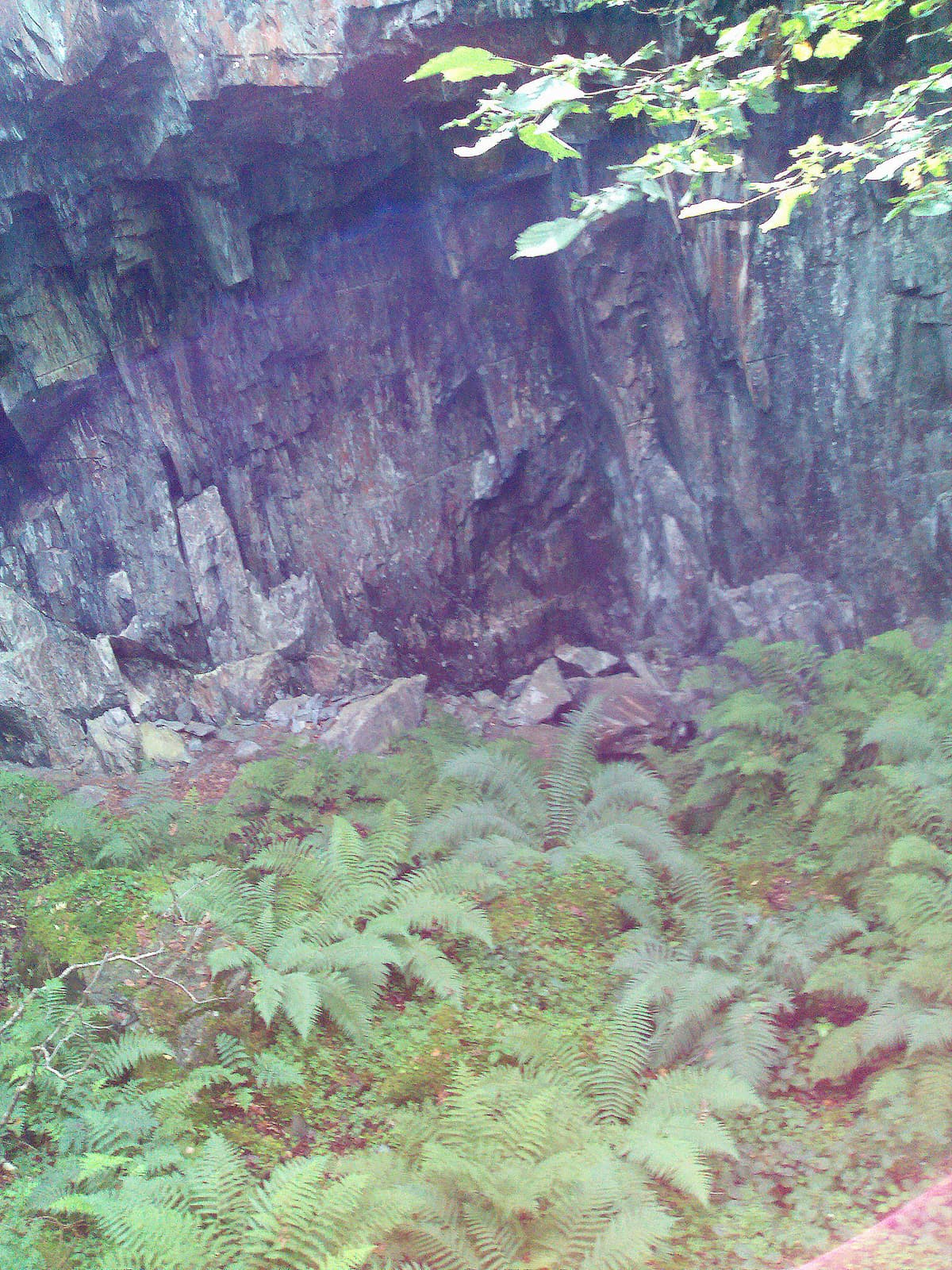 This photo has the shakes and doesn't do the quarry justice, it was like a small victorian fern garden.